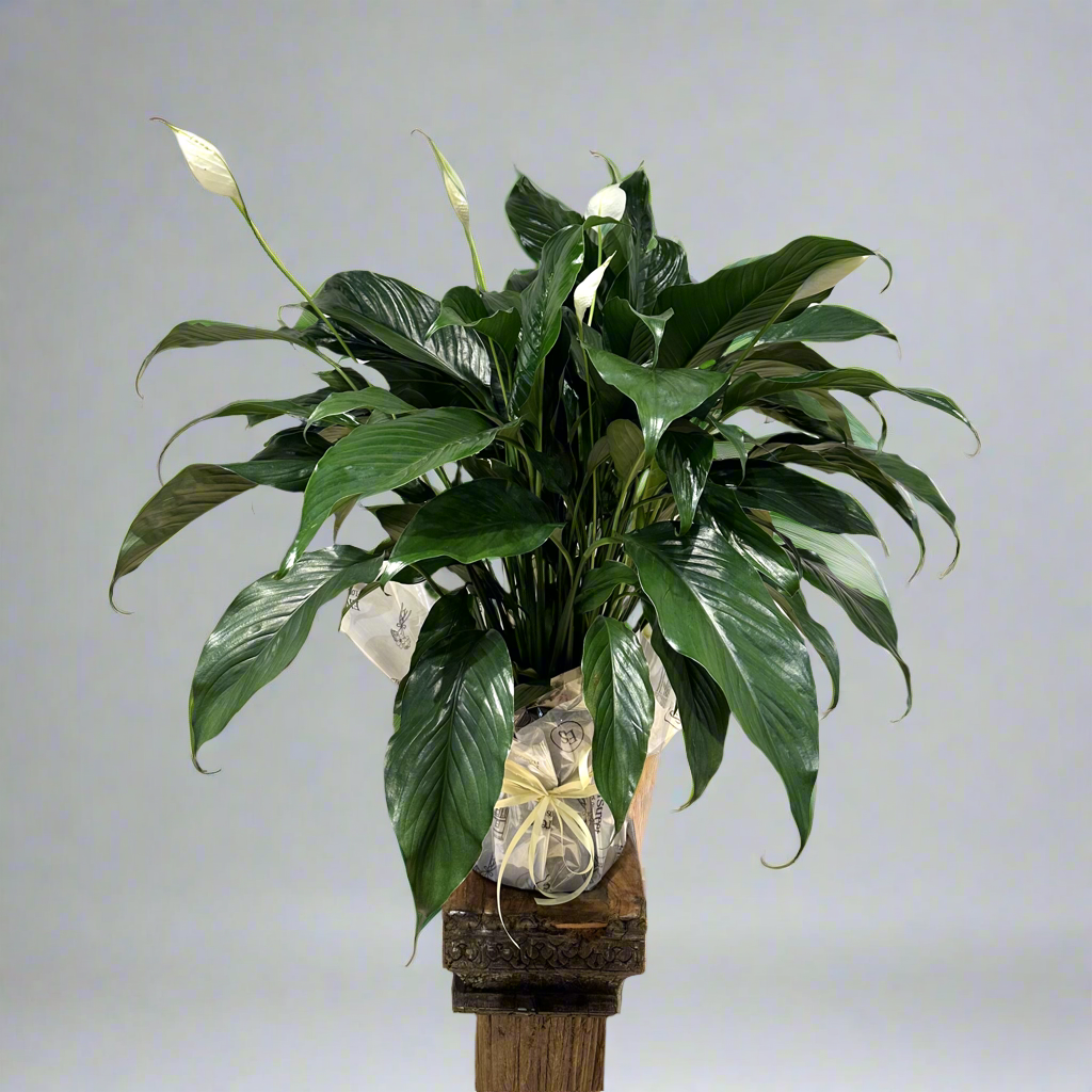 Peace Lily