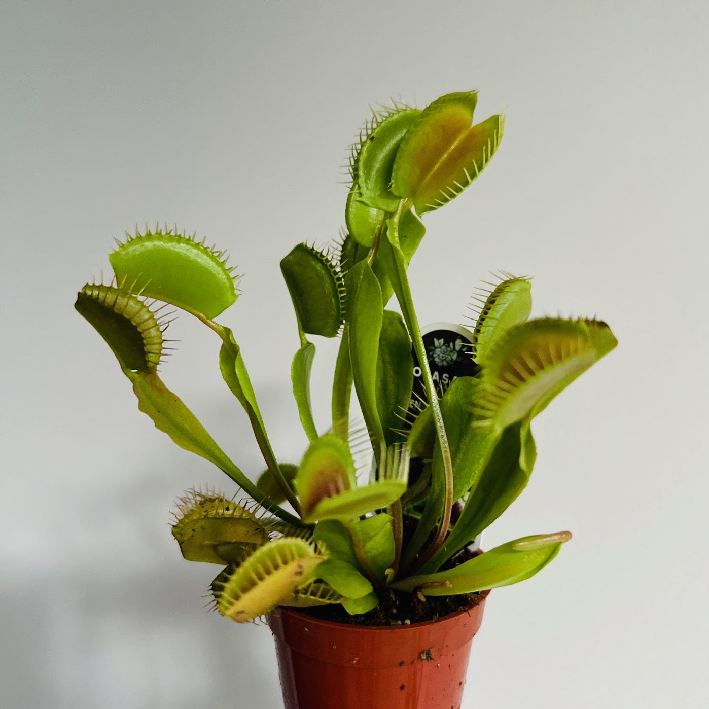 Venus Fly Trap 2.5”