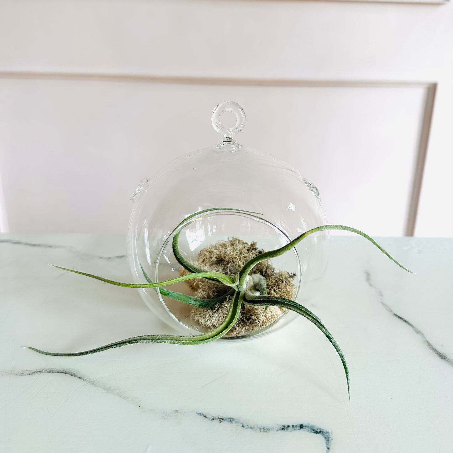Air Plant Terrarium
