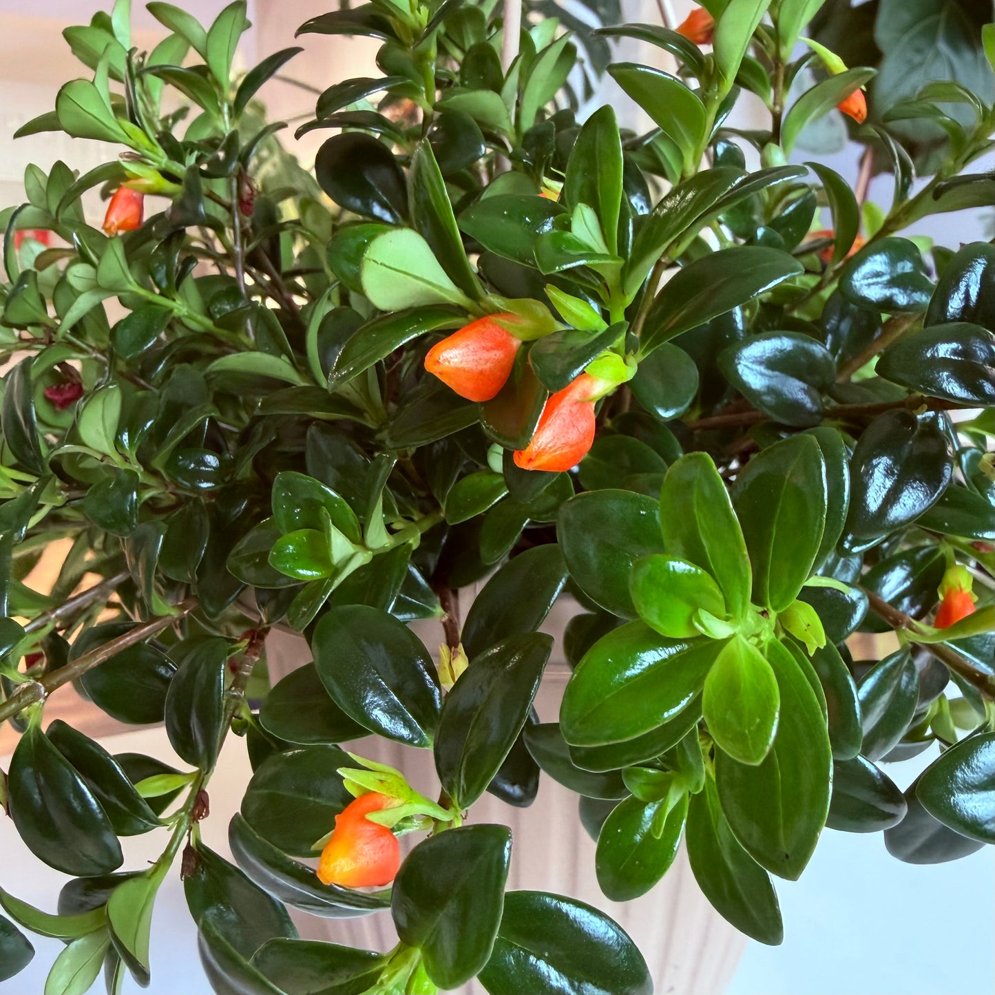 Goldfish Plant