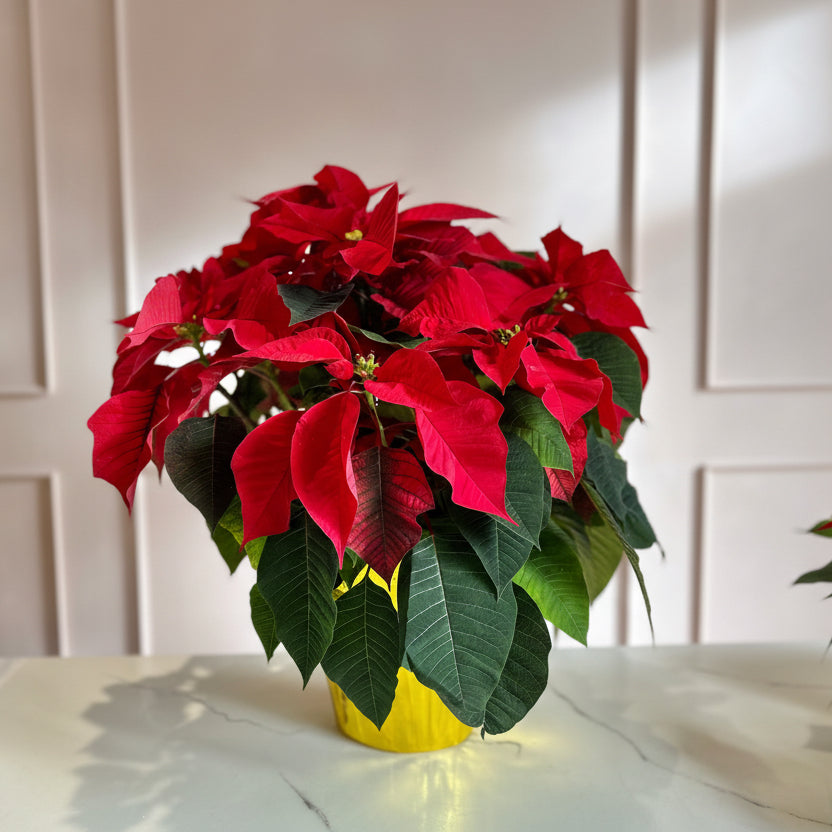 A potted poinsettia plant with red and green leaves, placed on a surface with a yellow flower pot.