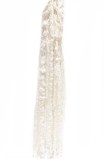 Amaranthus White