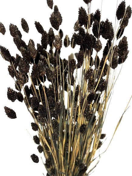 Phalaris Black