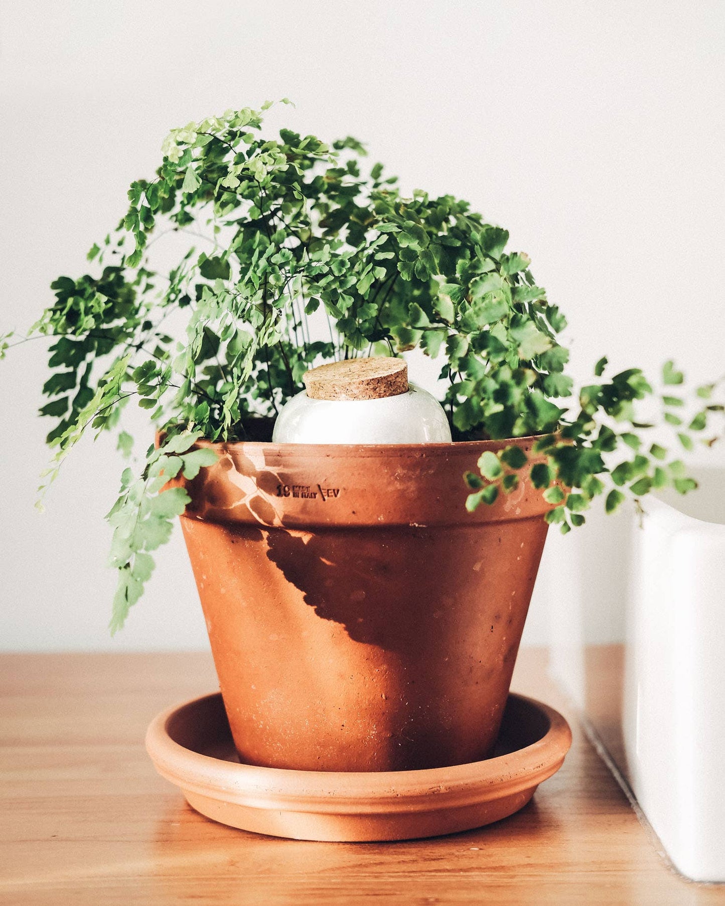 Hydrating Olla - Terracotta