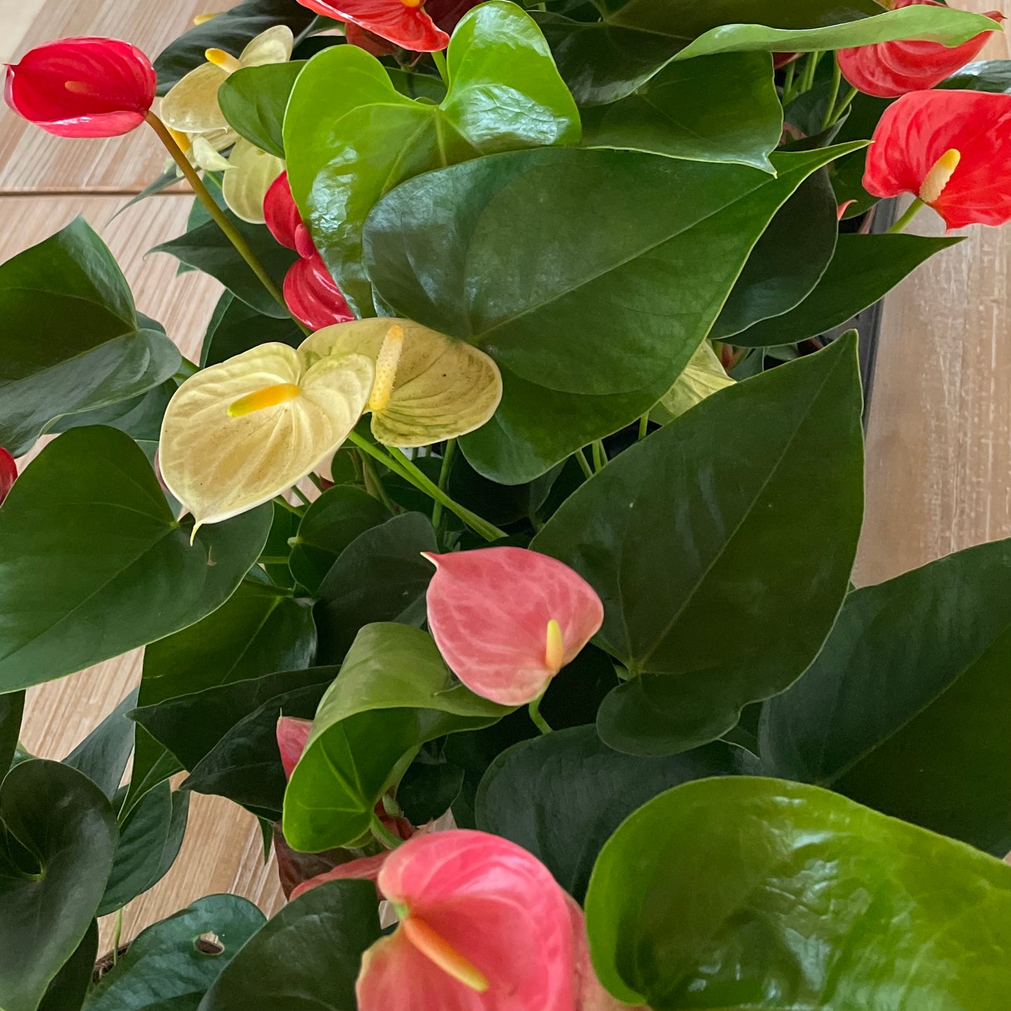 Anthurium