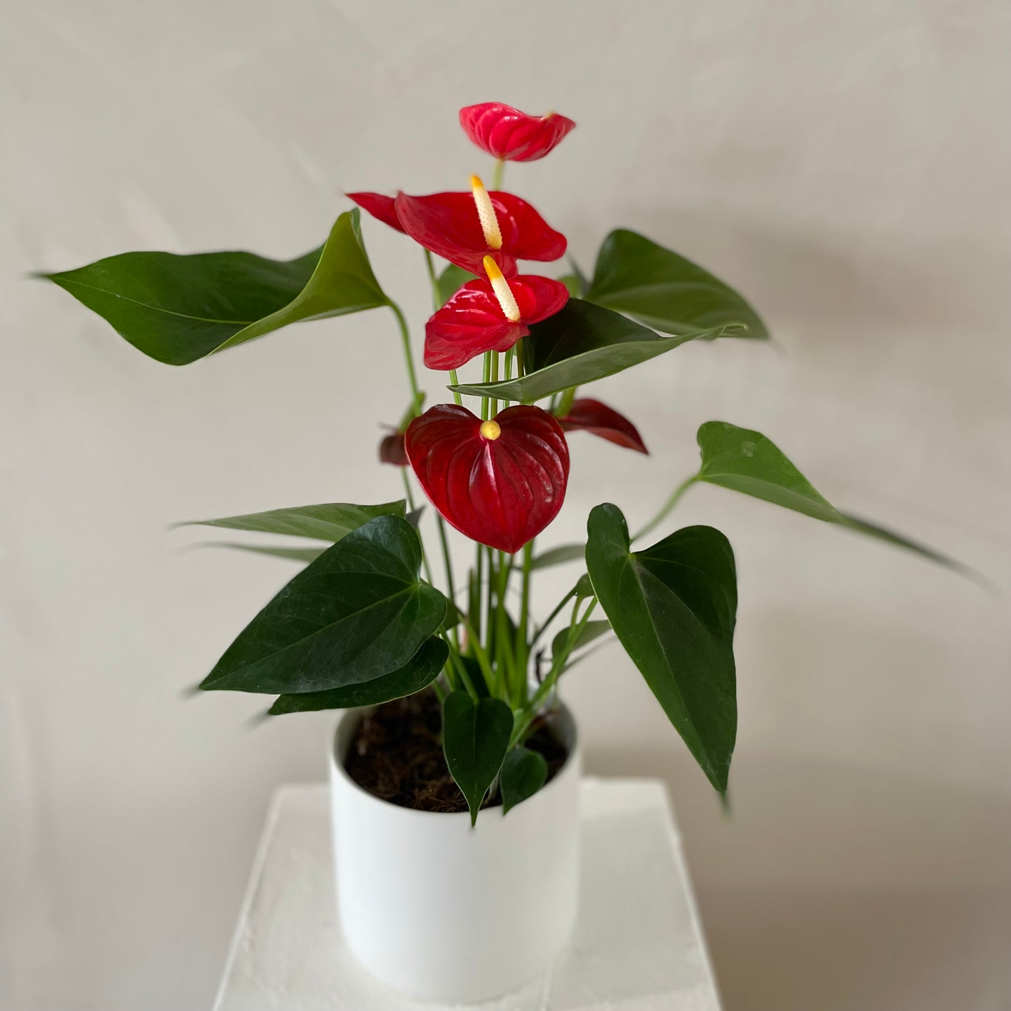 Anthurium