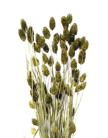 Phalaris green