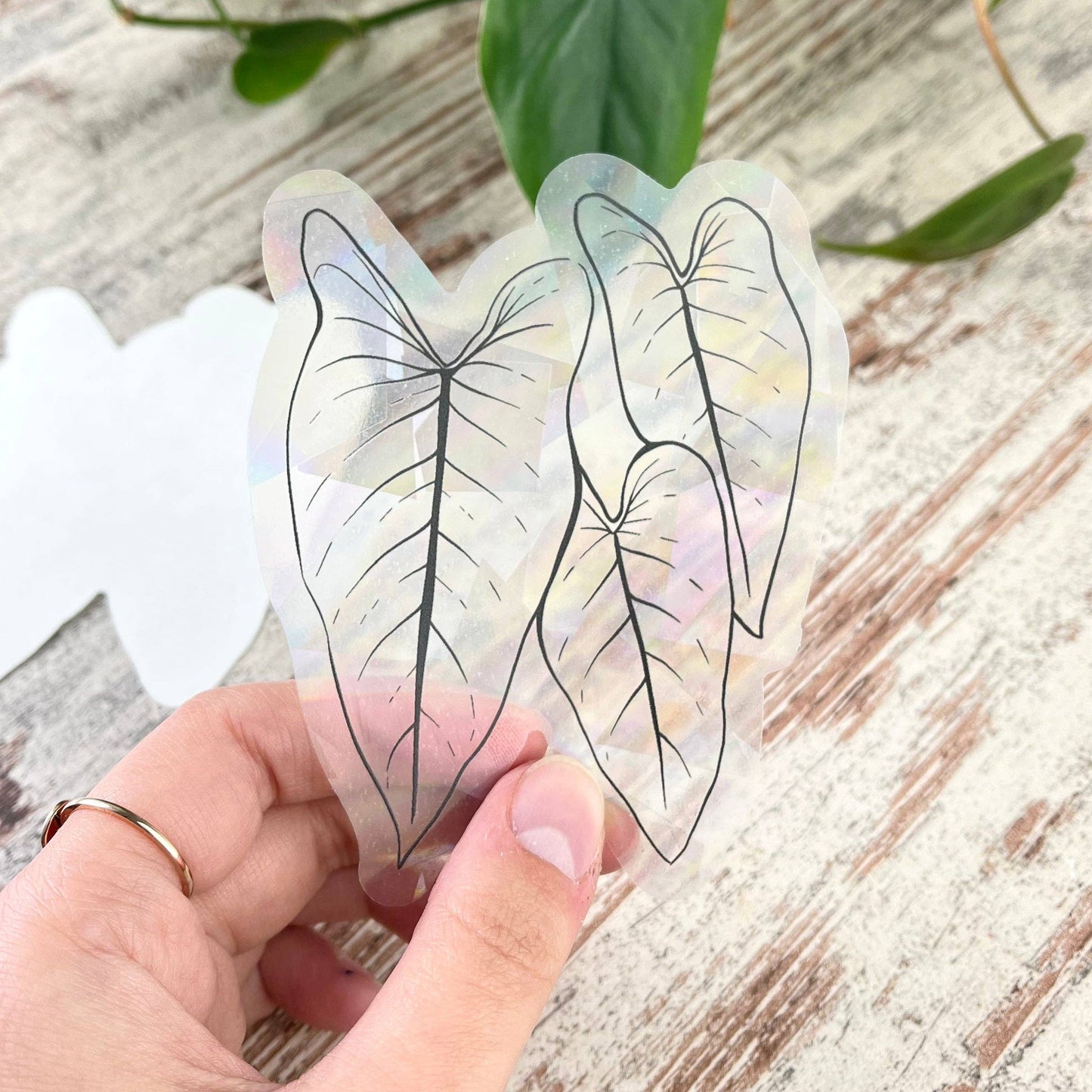 Sun Catcher Sticker - Philodendron Plant