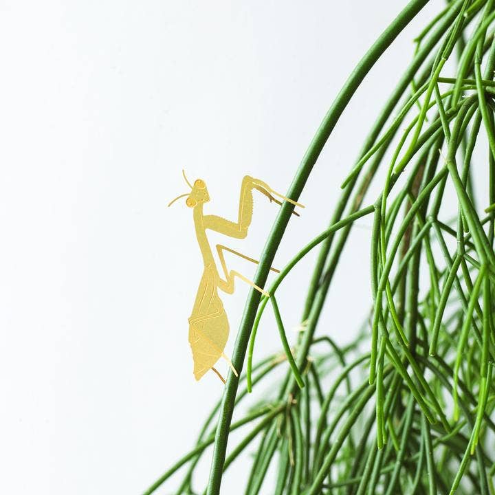Plant Animal - Praying Mantis