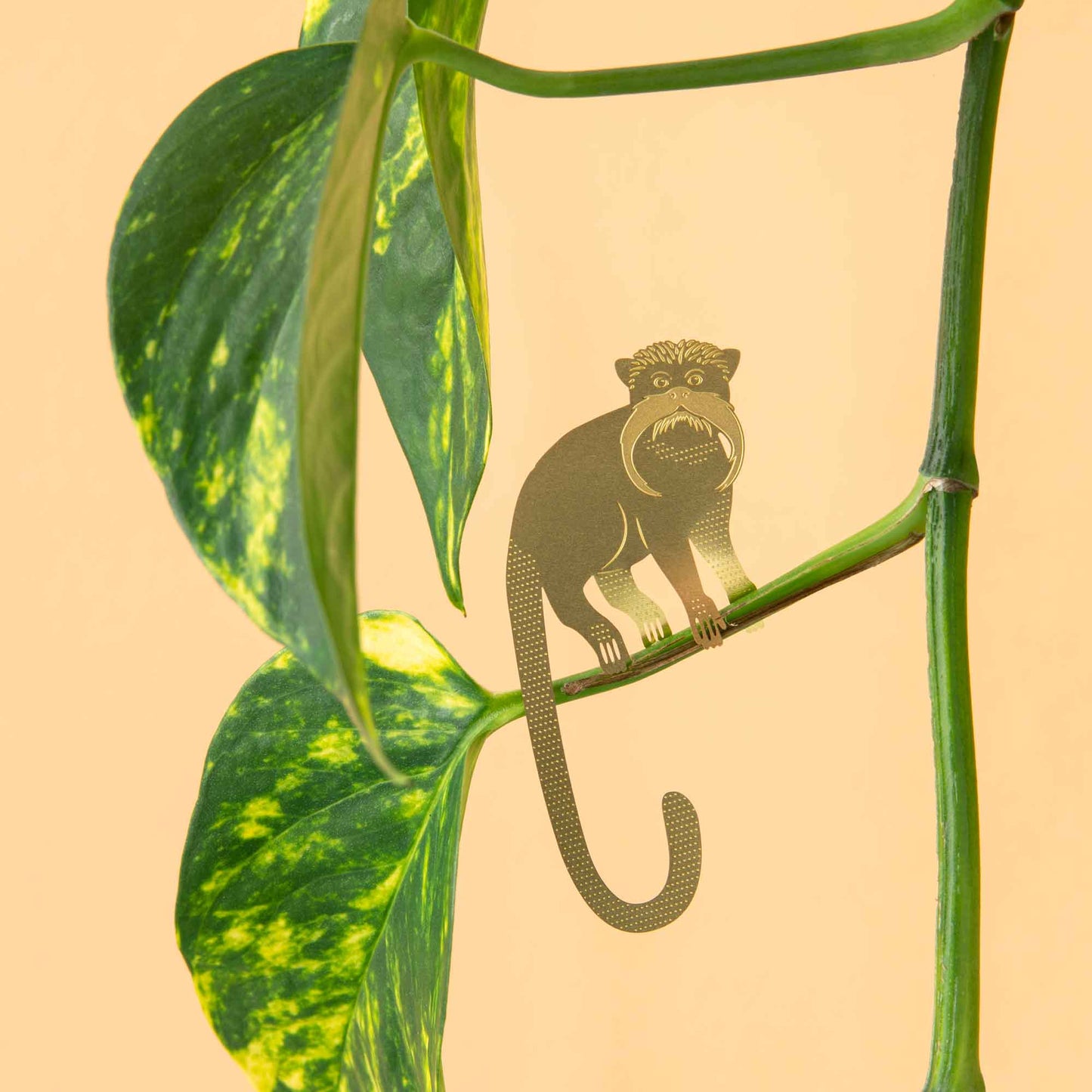 Plant Animal - Tamarin
