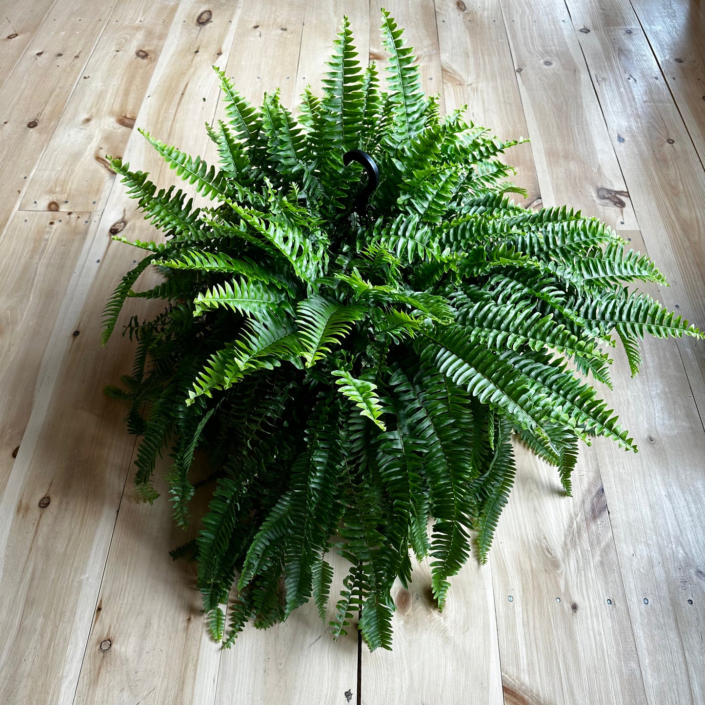10” Tropical Plants