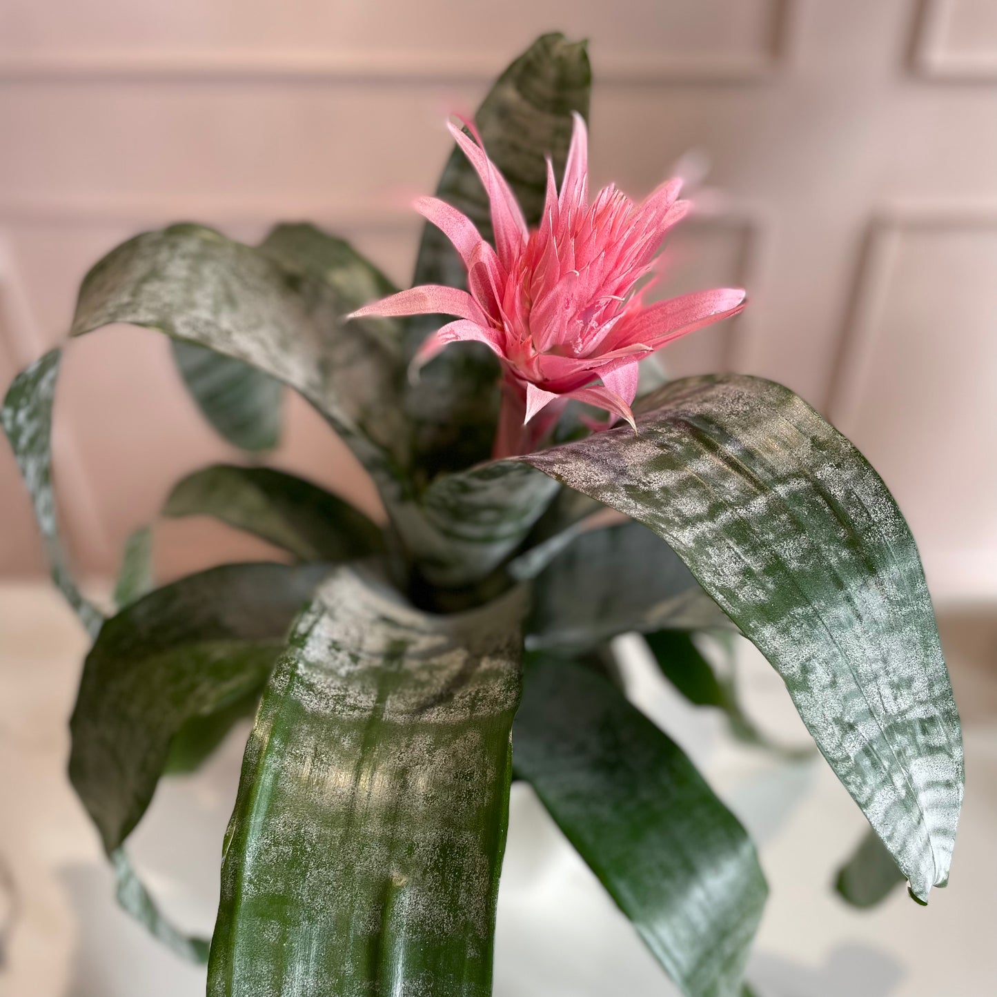 Aechmea Bromeliad