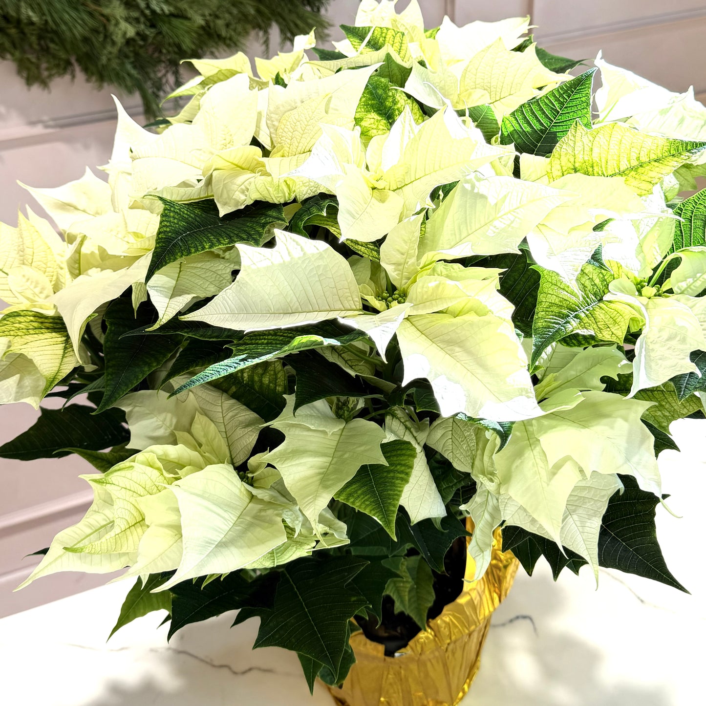 8” White Poinsettia