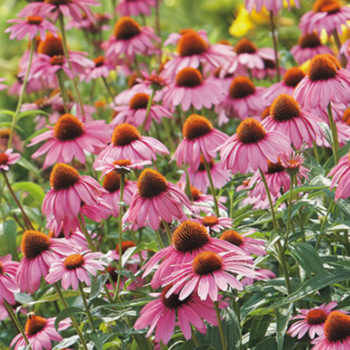 Strength in Echinacea Flower Tarot Garden + Gift Seed Packet