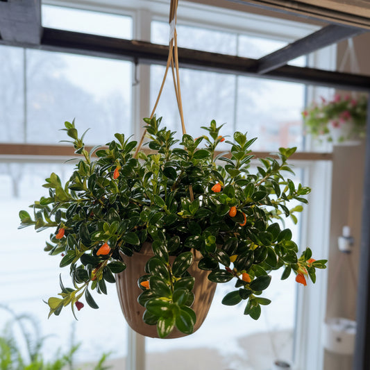 Goldfish Plant