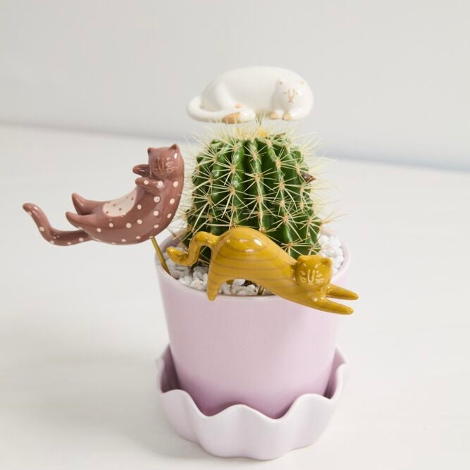 Curious Cats Plant Friends