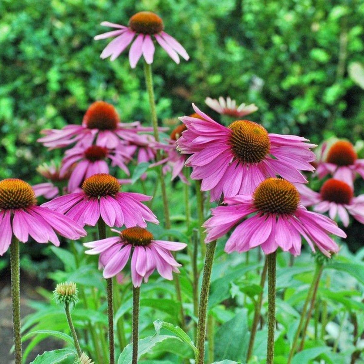 Strength in Echinacea Flower Tarot Garden + Gift Seed Packet