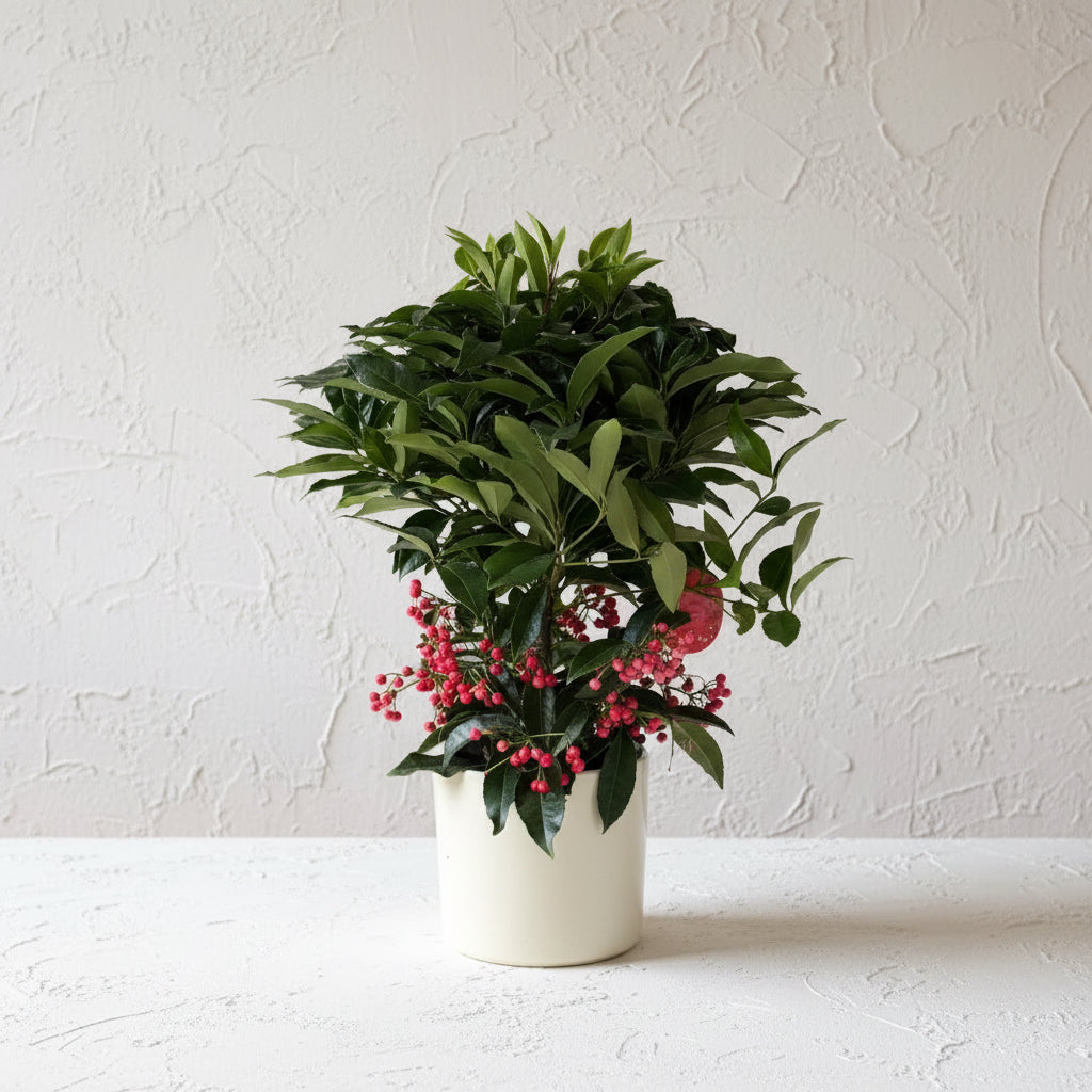 Ardisia