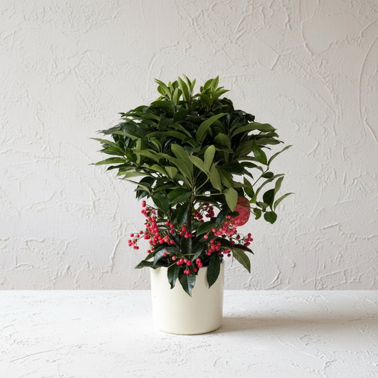 Ardisia