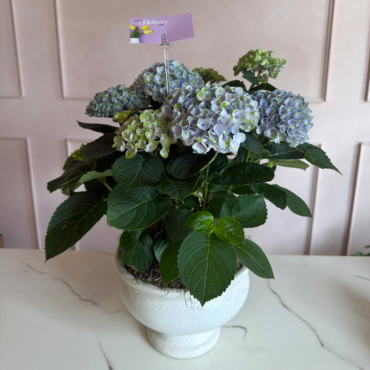 Hydrangea in compote