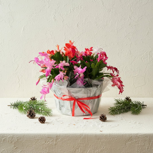 Christmas Cactus