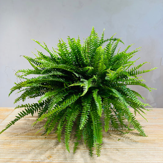 Boston Fern - preorder - pick-up available May 3rd