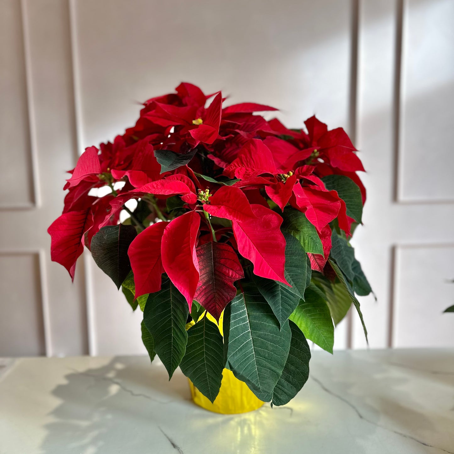 A potted poinsettia plant with red and green leaves, placed on a surface with a yellow flower pot.