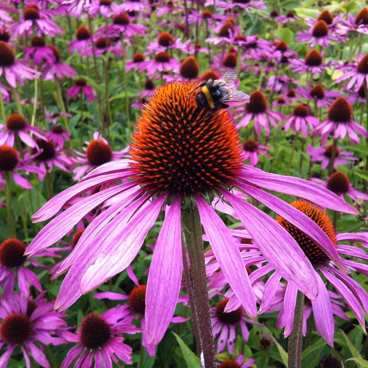 Strength in Echinacea Flower Tarot Garden + Gift Seed Packet