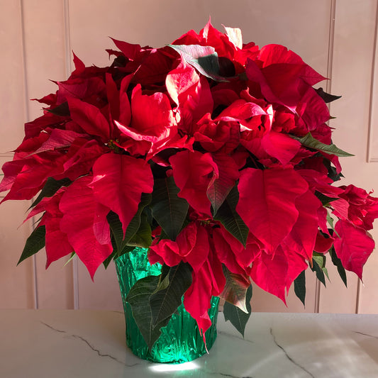 Poinsettia 10" - Dec 1
